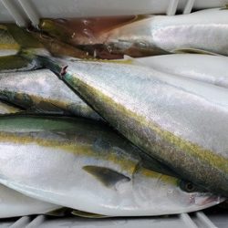 遊漁船　ニライカナイ 釣果