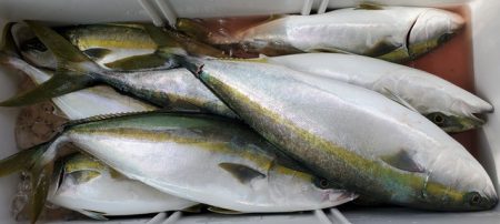 遊漁船　ニライカナイ 釣果