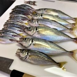 めだか屋 釣果