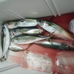 浅間丸 釣果