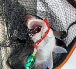 白墨丸 釣果