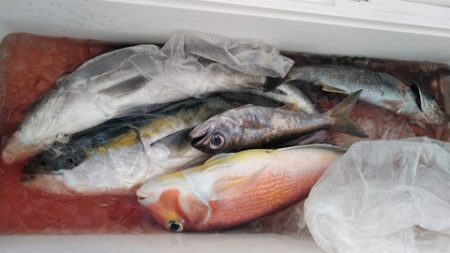 遊漁船 新鋭丸 釣果