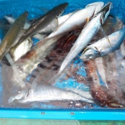 第二むつ漁丸 釣果