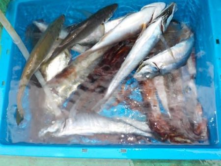 第二むつ漁丸 釣果