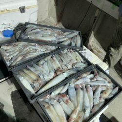 第八大安丸 釣果