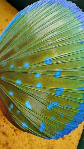 遊漁船 ニライカナイ 釣果