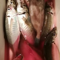 松福丸 釣果