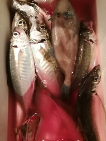 松福丸 釣果