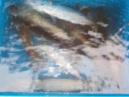 第二むつ漁丸 釣果