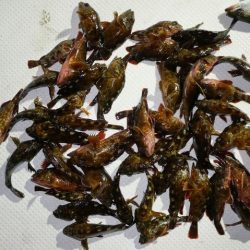 TOPGUN名古屋 釣果