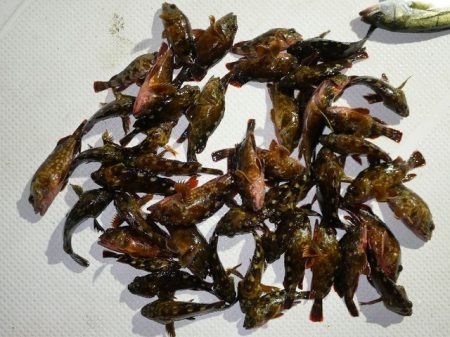 TOPGUN名古屋 釣果