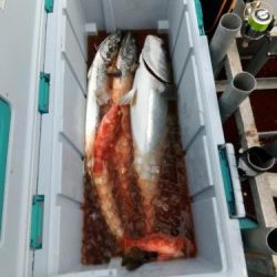 ファイヤードルフィン 釣果