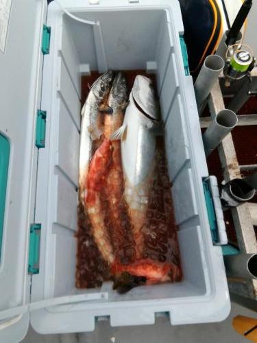 ファイヤードルフィン 釣果