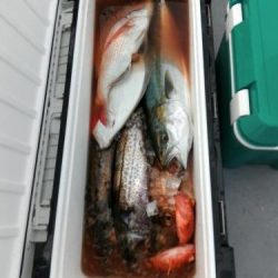 ファイヤードルフィン 釣果