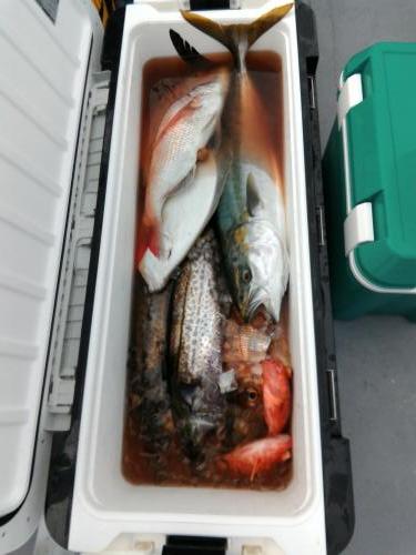 ファイヤードルフィン 釣果