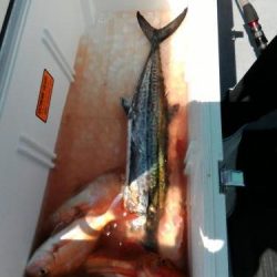 ファイヤードルフィン 釣果