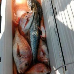 ファイヤードルフィン 釣果