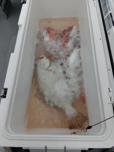 ファイヤードルフィン 釣果