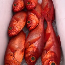 番匠高宮丸 釣果