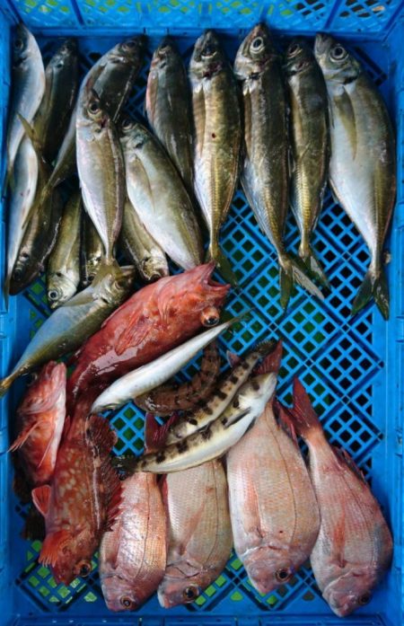 小島丸 釣果