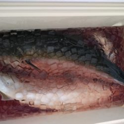 遊漁船 新鋭丸 釣果