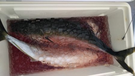 遊漁船 新鋭丸 釣果