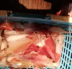 松福丸 釣果