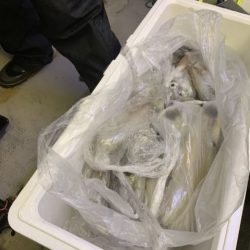 第八大安丸 釣果