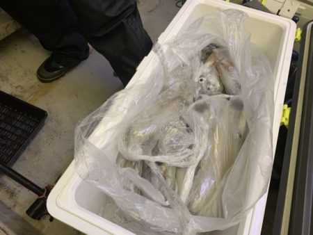 第八大安丸 釣果