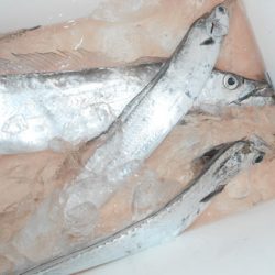 こうゆう丸 釣果