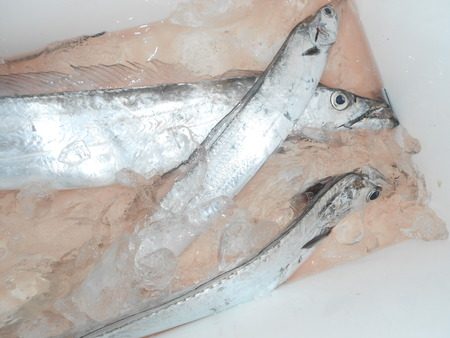 こうゆう丸 釣果