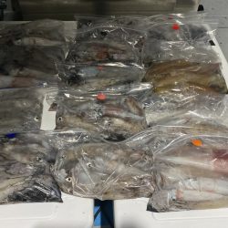 まるいち丸 ZERO-1 釣果