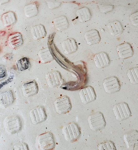 遊漁船　ニライカナイ 釣果