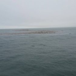 第五慶門丸 釣果