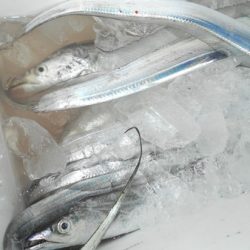 こうゆう丸 釣果