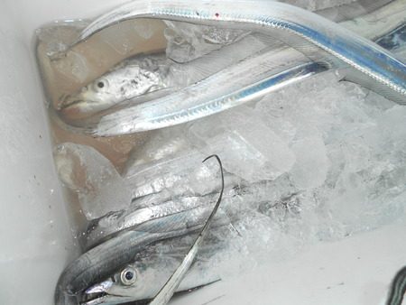 こうゆう丸 釣果