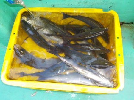第二むつ漁丸 釣果