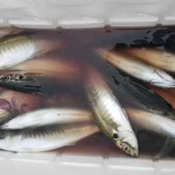 暁〜akatsuki〜 釣果