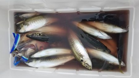 暁〜akatsuki〜 釣果