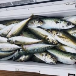 暁〜akatsuki〜 釣果