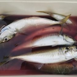 暁〜akatsuki〜 釣果