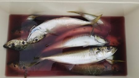 暁〜akatsuki〜 釣果