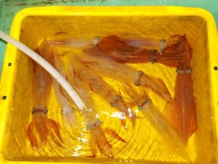 第二むつ漁丸 釣果