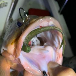 Magic(マジック) 釣果