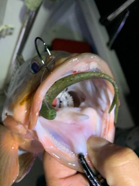 Magic(マジック) 釣果