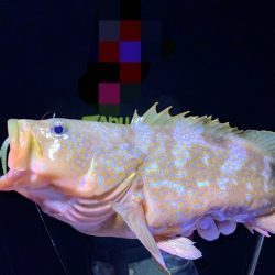 Magic(マジック) 釣果