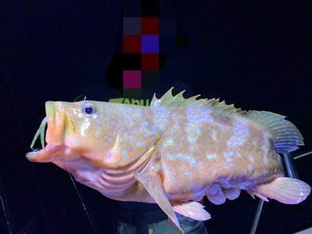 Magic(マジック) 釣果