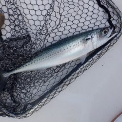 開進丸 釣果