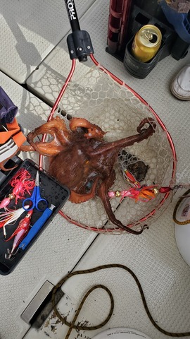 遊漁船　ニライカナイ 釣果