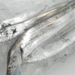 こうゆう丸 釣果